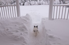 Blizzard 2010 - February 5 & 6